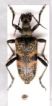 Rhagium mordax